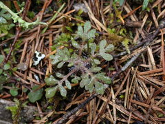 Collomia heterophylla
