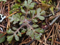 Collomia heterophylla