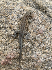 Uta stansburiana elegans