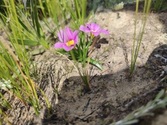 Moraea variabilis