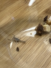 Paravaejovis confusus