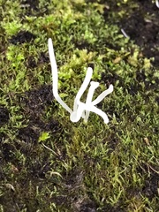 Clavulina rugosa