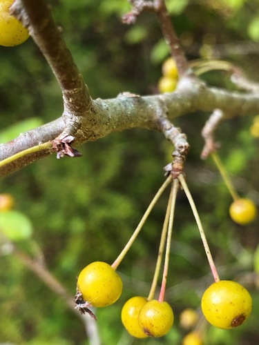 Zyboldo obelis nuotrauka