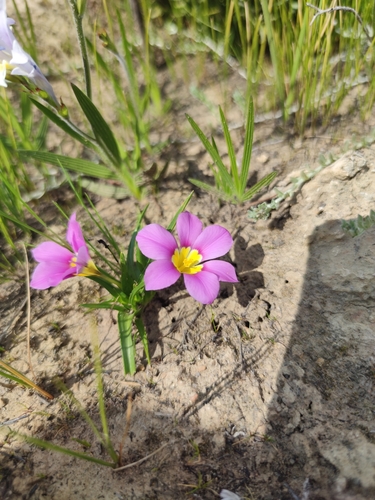 Image of Moraea variabilis by (c) Seth Musker, some rights reserved (CC BY)