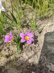 Moraea variabilis