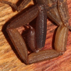 Centruroides thorellii