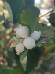 Symphoricarpos albus