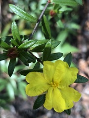 Hibbertia bracteata