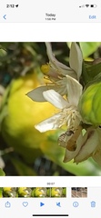 Halictidae