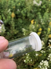 Agapostemon sericeus