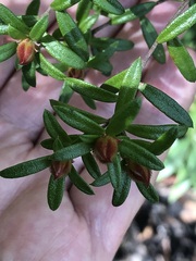 Hibbertia bracteata