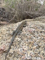 Uta stansburiana elegans
