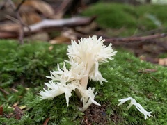 Clavulina coralloides