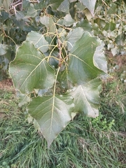 Populus nigra