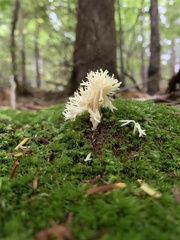 Clavulina coralloides