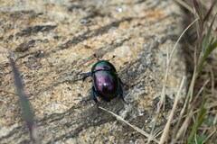 Trypocopris pyrenaeus