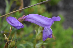 Penstemon fruticosus