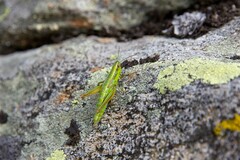 Euthystira brachyptera