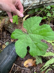 Vitis aestivalis