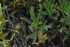 Penstemon fruticosus