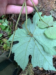 Vitis aestivalis