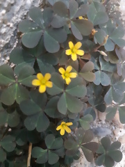 Oxalis corniculata