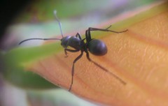 Polyrhachis abdominalis