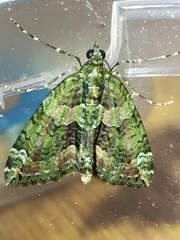 Chloroclysta siterata