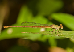 Ceriagrion olivaceum