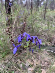 Dianella tasmanica