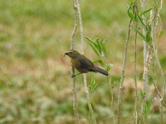 Saltator coerulescens
