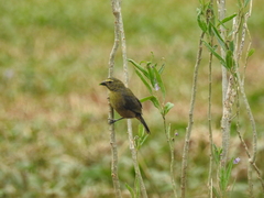Saltator coerulescens