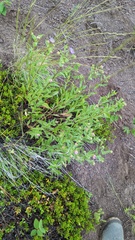 Erigeron