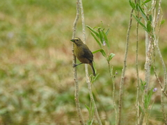Saltator coerulescens