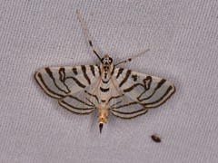 Conchylodes ovulalis