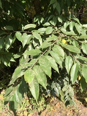 Zelkova