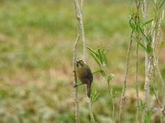 Saltator coerulescens