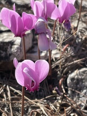 Cyclamen graecum graecum