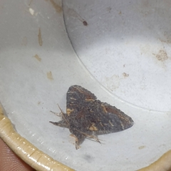 Notodonta dromedarius