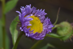 Erigeron