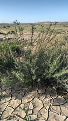 Cordia decandra