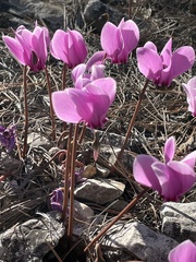 Cyclamen graecum graecum