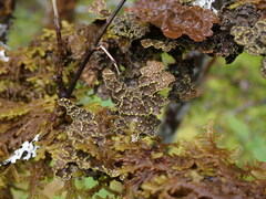 Pseudocyphellaria citrina