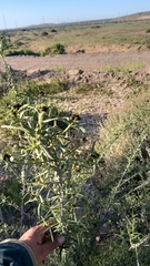 Cordia decandra