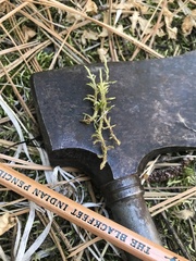 Brachythecium albicans