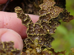 Pseudocyphellaria citrina