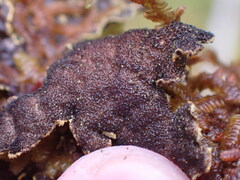 Pseudocyphellaria citrina