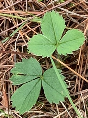 Fragaria virginiana