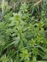 Galium album