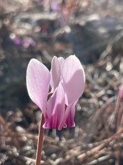 Cyclamen graecum graecum